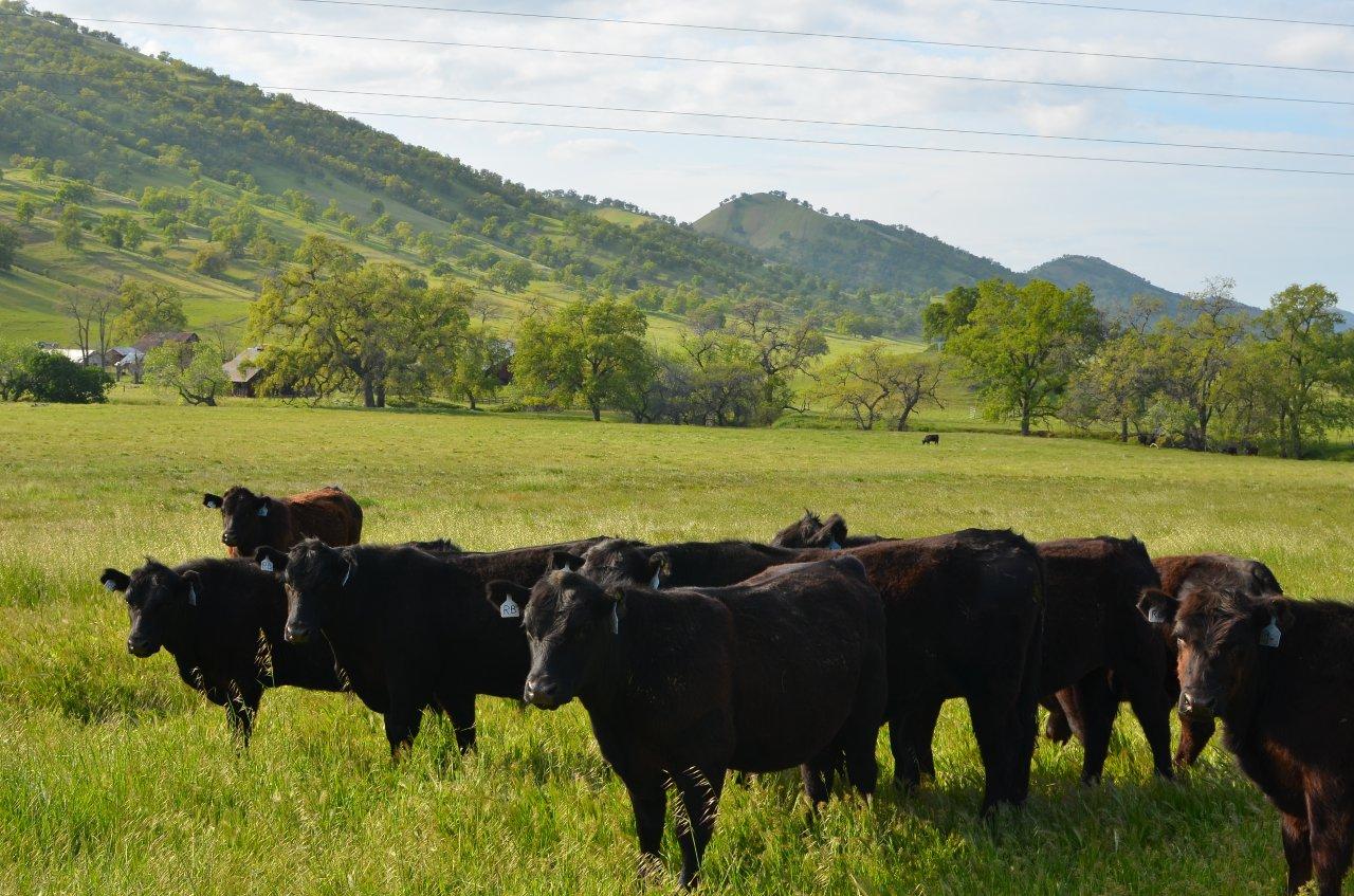 SunFed Cattle